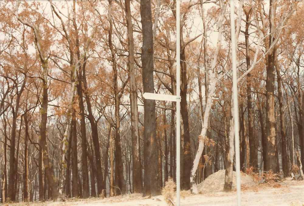 Poles and Burned Trees February 1983