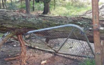 SES Emerald liberate Gate from Tree at Scout Park