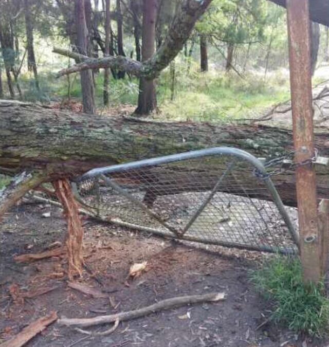 SES Emerald liberate Gate from Tree at Scout Park