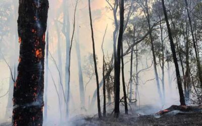 DB Scout Park burn for future safety at Upper Beaconsfield