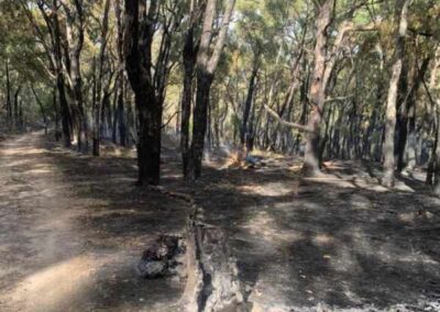 Black trees, green canopy, scorched ground soon after fuel reduction burn