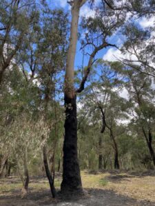 Tree with burned trunk and green leaf canopy after fuel reduction burn